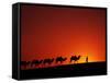 Camel Caravan at Sunrise, Silk Road, China-Keren Su-Framed Stretched Canvas