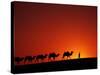 Camel Caravan at Sunrise, Silk Road, China-Keren Su-Stretched Canvas