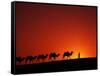 Camel Caravan at Sunrise, Silk Road, China-Keren Su-Framed Stretched Canvas