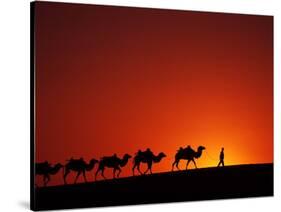 Camel Caravan at Sunrise, Silk Road, China-Keren Su-Stretched Canvas