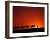 Camel Caravan at Sunrise, Silk Road, China-Keren Su-Framed Premium Photographic Print