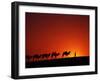 Camel Caravan at Sunrise, Silk Road, China-Keren Su-Framed Premium Photographic Print