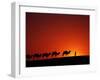 Camel Caravan at Sunrise, Silk Road, China-Keren Su-Framed Premium Photographic Print