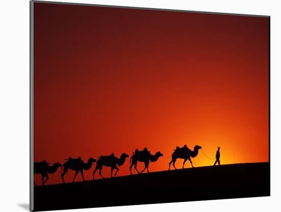 Camel Caravan at Sunrise, Silk Road, China-Keren Su-Mounted Premium Photographic Print