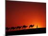 Camel Caravan at Sunrise, Silk Road, China-Keren Su-Mounted Premium Photographic Print