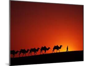 Camel Caravan at Sunrise, Silk Road, China-Keren Su-Mounted Premium Photographic Print