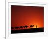 Camel Caravan at Sunrise, Silk Road, China-Keren Su-Framed Premium Photographic Print