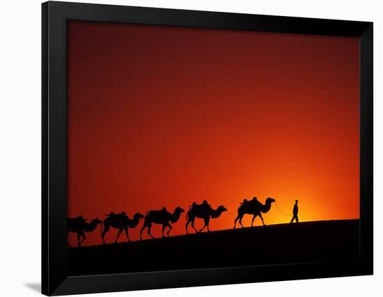 Camel Caravan at Sunrise, Silk Road, China-Keren Su-Framed Premium Photographic Print