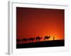 Camel Caravan at Sunrise, Silk Road, China-Keren Su-Framed Photographic Print