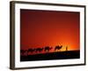 Camel Caravan at Sunrise, Silk Road, China-Keren Su-Framed Photographic Print