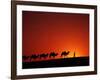 Camel Caravan at Sunrise, Silk Road, China-Keren Su-Framed Photographic Print