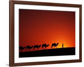 Camel Caravan at Sunrise, Silk Road, China-Keren Su-Framed Photographic Print