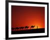 Camel Caravan at Sunrise, Silk Road, China-Keren Su-Framed Photographic Print