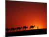 Camel Caravan at Sunrise, Silk Road, China-Keren Su-Mounted Photographic Print