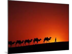 Camel Caravan at Sunrise, Silk Road, China-Keren Su-Mounted Photographic Print