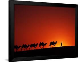 Camel Caravan at Sunrise, Silk Road, China-Keren Su-Framed Photographic Print