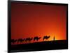 Camel Caravan at Sunrise, Silk Road, China-Keren Su-Framed Photographic Print