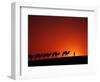 Camel Caravan at Sunrise, Silk Road, China-Keren Su-Framed Photographic Print