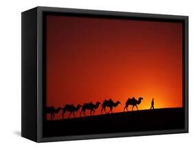 Camel Caravan at Sunrise, Silk Road, China-Keren Su-Framed Stretched Canvas