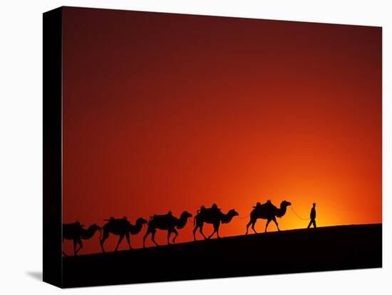 Camel Caravan at Sunrise, Silk Road, China-Keren Su-Stretched Canvas