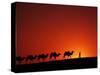 Camel Caravan at Sunrise, Silk Road, China-Keren Su-Stretched Canvas