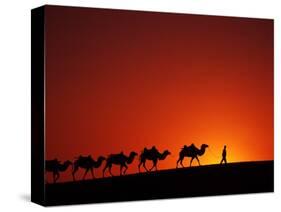 Camel Caravan at Sunrise, Silk Road, China-Keren Su-Stretched Canvas