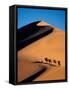 Camel Caravan at Sunset, Silk Road, China-Keren Su-Framed Stretched Canvas