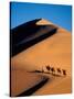 Camel Caravan at Sunset, Silk Road, China-Keren Su-Stretched Canvas