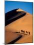 Camel Caravan at Sunset, Silk Road, China-Keren Su-Mounted Photographic Print