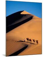 Camel Caravan at Sunset, Silk Road, China-Keren Su-Mounted Photographic Print
