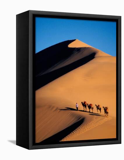 Camel Caravan at Sunset, Silk Road, China-Keren Su-Framed Stretched Canvas