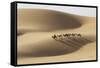 Camel caravan, Badain Jaran Desert, Inner Mongolia, China.-Ellen Anon-Framed Stretched Canvas