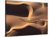 Camel Caravan Crossing Desert Dunes-Yann Arthus-Bertrand-Stretched Canvas