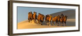 Camel Caravan in a Desert, Gobi Desert, Independent Mongolia-null-Framed Photographic Print