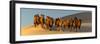 Camel Caravan in a Desert, Gobi Desert, Independent Mongolia-null-Framed Photographic Print