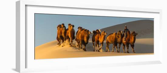 Camel Caravan in a Desert, Gobi Desert, Independent Mongolia-null-Framed Photographic Print