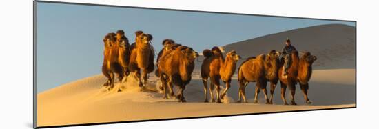 Camel Caravan in a Desert, Gobi Desert, Independent Mongolia-null-Mounted Photographic Print