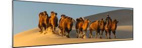 Camel Caravan in a Desert, Gobi Desert, Independent Mongolia-null-Mounted Photographic Print