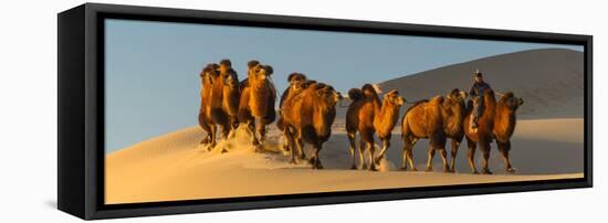 Camel Caravan in a Desert, Gobi Desert, Independent Mongolia-null-Framed Stretched Canvas