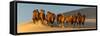 Camel Caravan in a Desert, Gobi Desert, Independent Mongolia-null-Framed Stretched Canvas