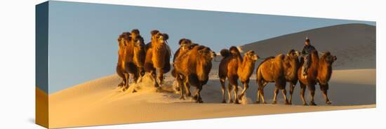 Camel Caravan in a Desert, Gobi Desert, Independent Mongolia-null-Stretched Canvas