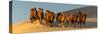 Camel Caravan in a Desert, Gobi Desert, Independent Mongolia-null-Stretched Canvas