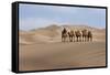 Camel Caravan in the Dunes. Gobi Desert. Mongolia.-Tom Norring-Framed Stretched Canvas