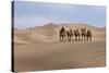 Camel Caravan in the Dunes. Gobi Desert. Mongolia.-Tom Norring-Stretched Canvas