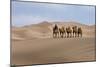 Camel Caravan in the Dunes. Gobi Desert. Mongolia.-Tom Norring-Mounted Photographic Print