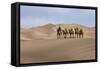 Camel Caravan in the Dunes. Gobi Desert. Mongolia.-Tom Norring-Framed Stretched Canvas