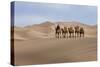 Camel Caravan in the Dunes. Gobi Desert. Mongolia.-Tom Norring-Stretched Canvas