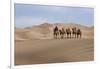 Camel Caravan in the Dunes. Gobi Desert. Mongolia.-Tom Norring-Framed Photographic Print