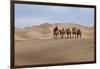 Camel Caravan in the Dunes. Gobi Desert. Mongolia.-Tom Norring-Framed Photographic Print