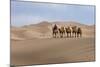 Camel Caravan in the Dunes. Gobi Desert. Mongolia.-Tom Norring-Mounted Photographic Print